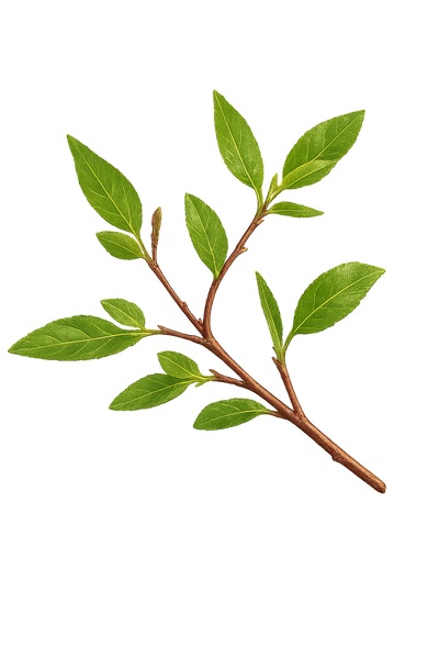 Licorice Root